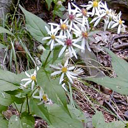 White Wood Aster